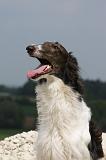 BARZOI 054